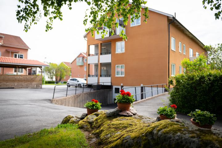 Tomtavägen 7 i bakgrunden och röda vackra pelargoner i förgrunden.