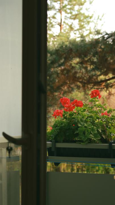 Röda pelargoner på en balkong.